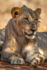 Close-up of male lion lying with catchlight
