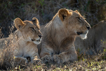 Obraz na płótnie Canvas Close-up of male lion lying with lioness