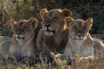 Close-up of male lion lying with lionesses