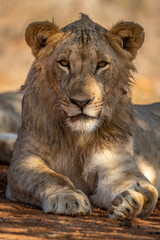 Obraz na płótnie Canvas Close-up of male lion lying under tree