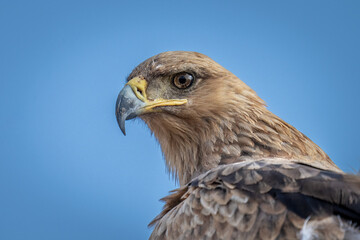 Fototapeta premium Close-up of tawny eagle head and neck