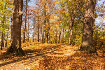 Fototapeta premium Golden autumn in the city park on a bright sunny day