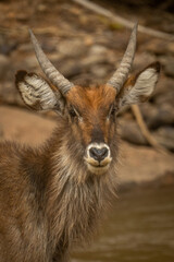 Close-up of young male common waterbuck standing