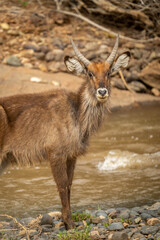 Close-up of young male common waterbuck staring