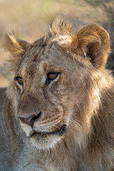 Close-up of young male lion cocking head