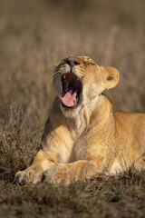 Close-up of sunlit lion cub lying yawning