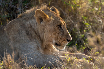 Close-up of young male lion lying backlit