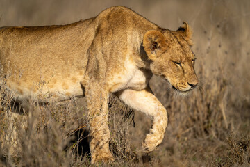 Close-up of young male lion lifting paw