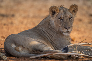 Close-up of young male lion lying staring