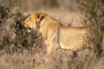 Fototapeta na wymiar Close-up of young male lion standing staring