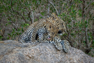 Cub sits licking leopard on shady rock