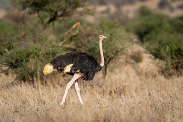 Common ostrich walks across savannah watching camera