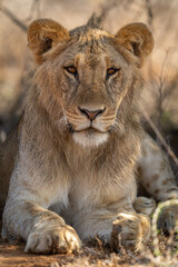 Fototapeta na wymiar Close-up of young male lion lying sleepily