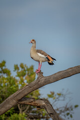 Obraz premium Egyptian goose on dead branch in sunshine