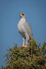 Dark chanting-goshawk on bush under blue sky