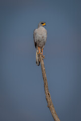 Dark chanting-goshawk on branch under blue sky