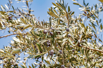 Black olives ripen on the branches of a tree among green leaves