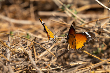 butterfly on a flower