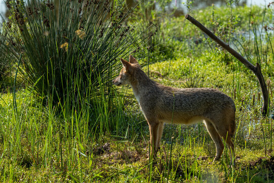 Black Backed Jackal