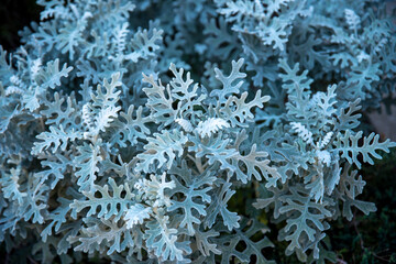 Ornamental Artemisia plant closeup with beautiful silver textured leaves in outdoor urban garden, shot in natural light with copy space and no people