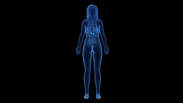 3d rendered medical animation of the adrenal glands