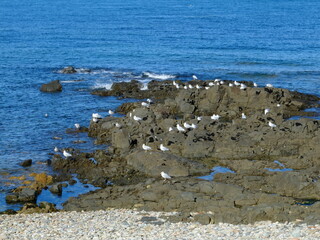 de la pointe de Goury au Nez de Jobourg