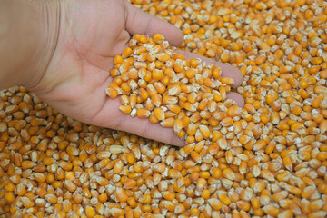 Farmer hand while touching harvested maize corn seeds grains, agricultural raw food,price crisis