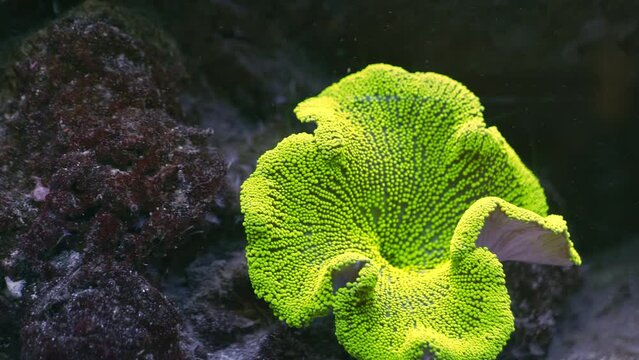 exitic species: green coral Stichodactyla haddoni