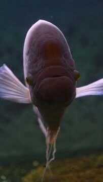 exotic fishes: giant albino paco in aquarium