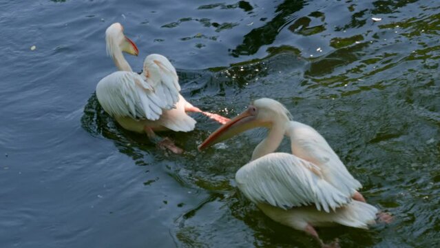 exotic birds: pelicans lands on water and swiming in sun rays