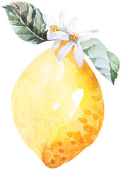Fresh lemons drawing with watercolor.Citrus fruit contain vitamin C.Yellow sour lime.
