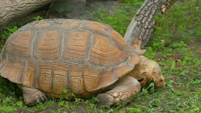 Exotic animals: big turtle eating grass