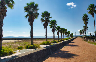 Palm tree beach with blue sky