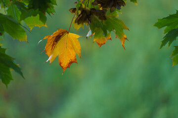 Herbst im Detail: Gr&uuml;ne Ahorn Bl&auml;tter werden gelb im Querformat