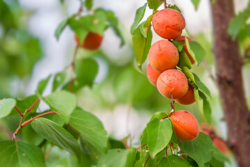 apricot on a branch