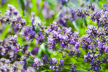 Blooming lavender outdoor natural macro photo, purple flowers
