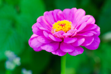 Pink zinnia flower, macro photo