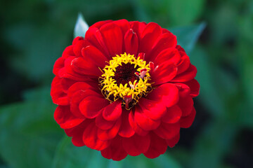 Red zinnia flower, natural macro photo