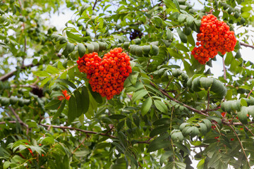 Rowan tree branches with bright red berries, close up photo