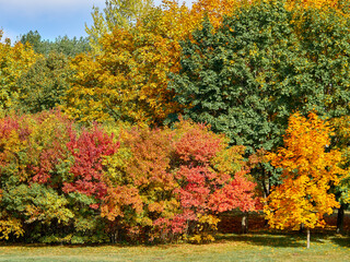 Autumn foliage of maples against the blue sky.