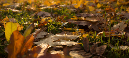 Autumn foliage. Autumn leaves fallen on the ground. Fall leaf.