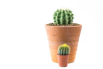 Close up of shaped cactus with long thorns on clay pots white background.