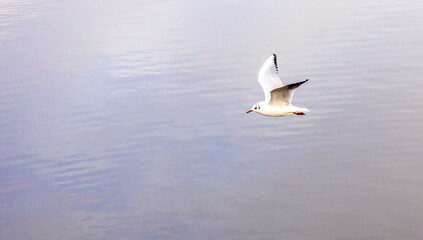 Fototapeta na wymiar Large Common Seagull