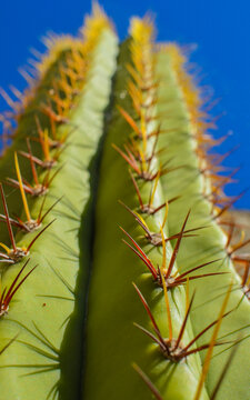 Cactus