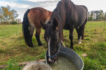 Pferde beim trinken aus einer alten Zinkwanne