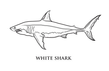 Vector black line drawing of a great white shark on a white background.