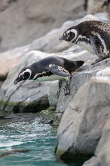 two penguins in a line prepare to dive to water
