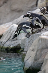 three penguins in a line prepare to dive to water