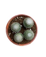 top view castus tree beautiful all season egg style on isolated