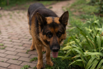 Naklejka na ściany i meble German Shepherd dog face looking nice